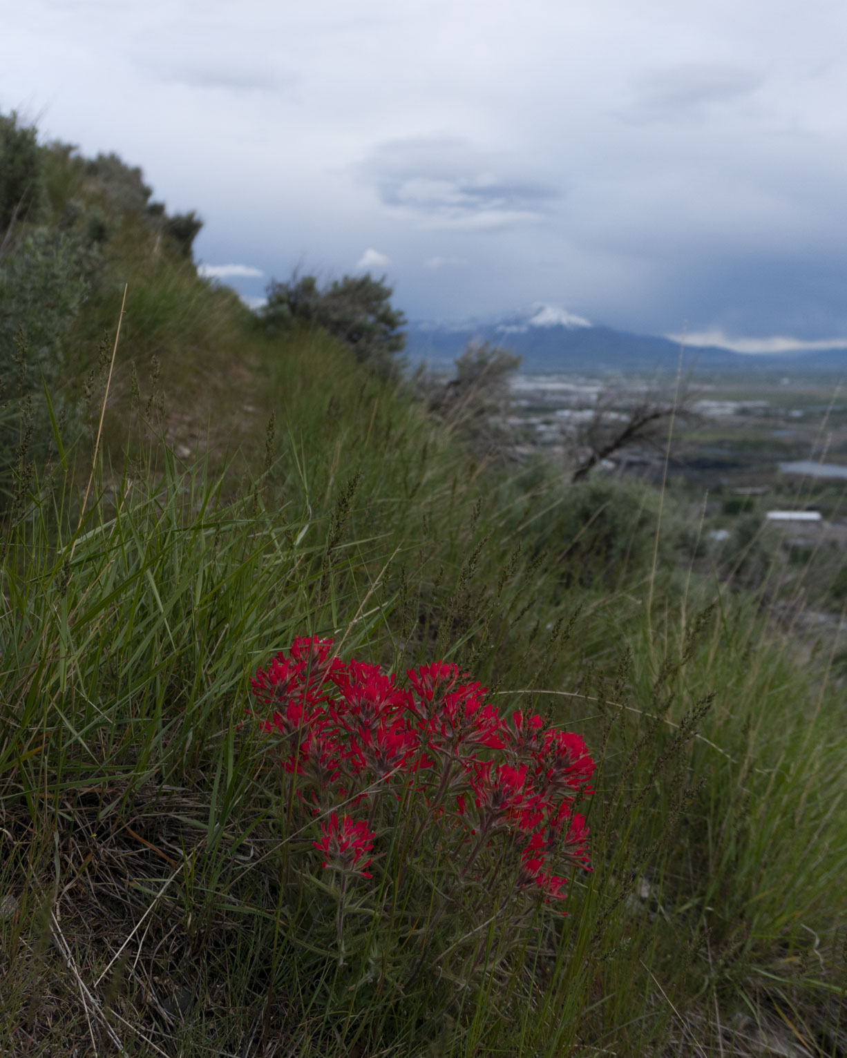 The red indian paintbrush on the mountainside with Nebo blue in the background